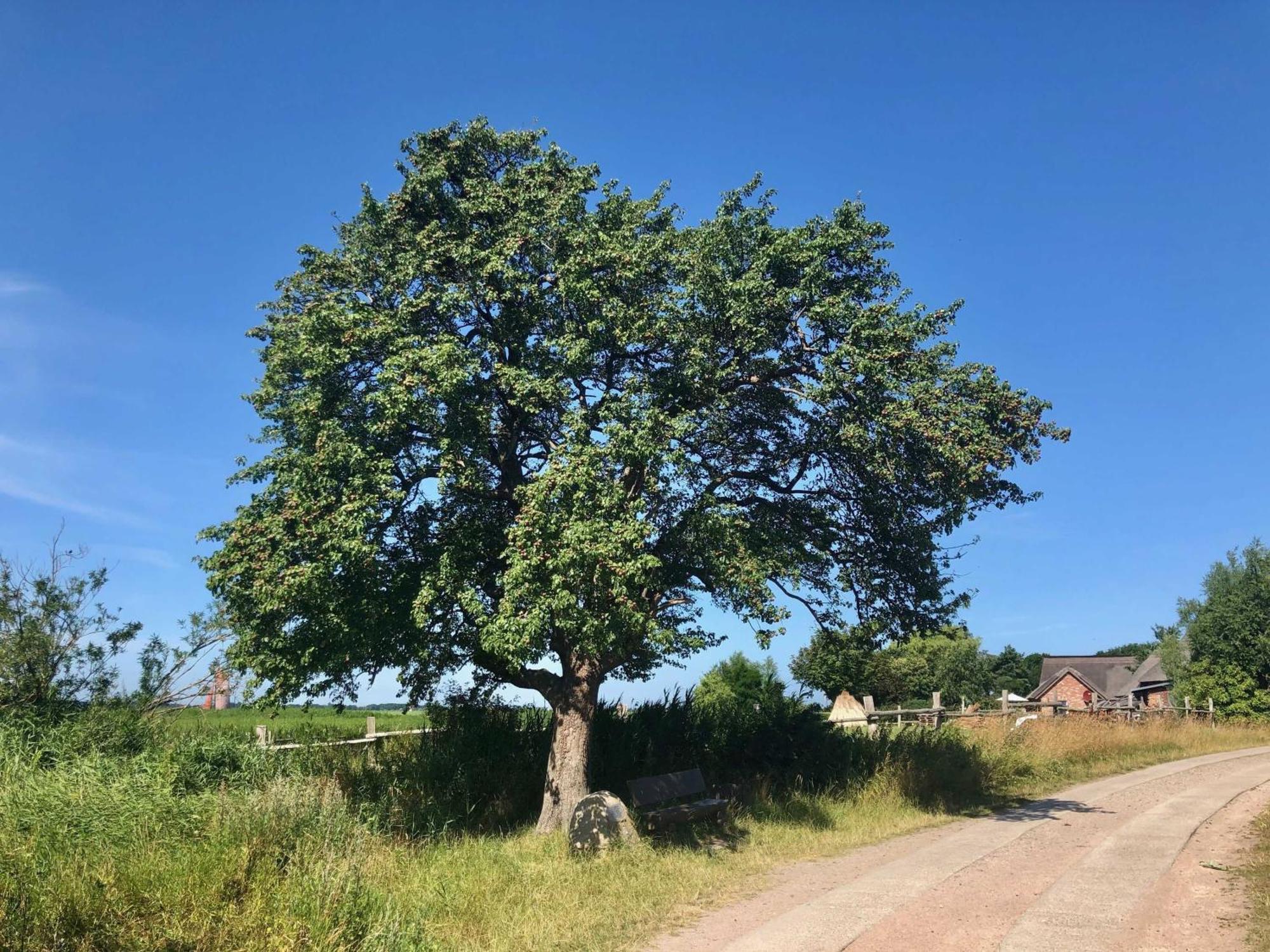 Boddenblick Fw Marlen Villa Barnstorf Dış mekan fotoğraf